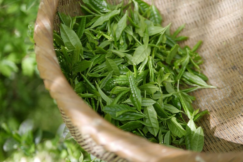 Exotic Tea Blends
